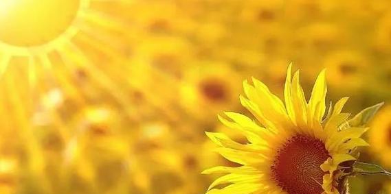 一支葵花代表的花语是什么？
