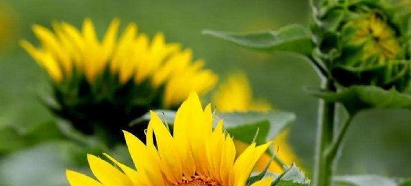一支葵花代表的花语是什么？
