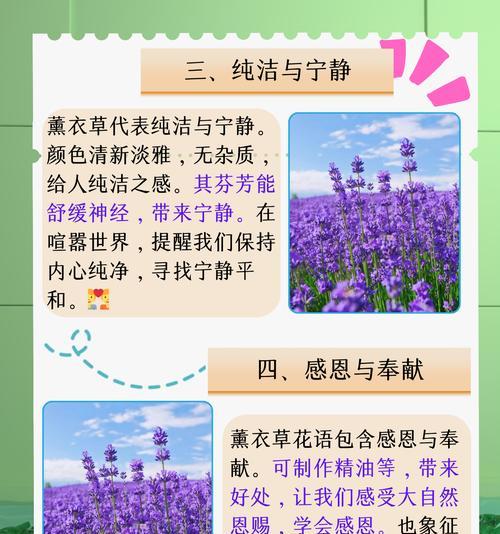 深情的花语和寓意有何特别之处？