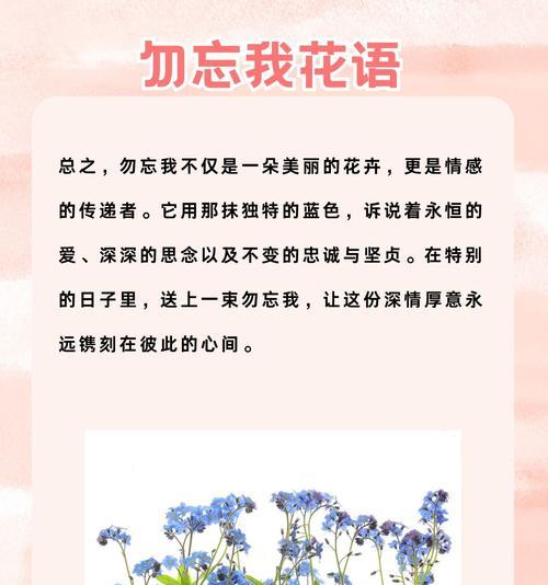 深情的花语和寓意有何特别之处？
