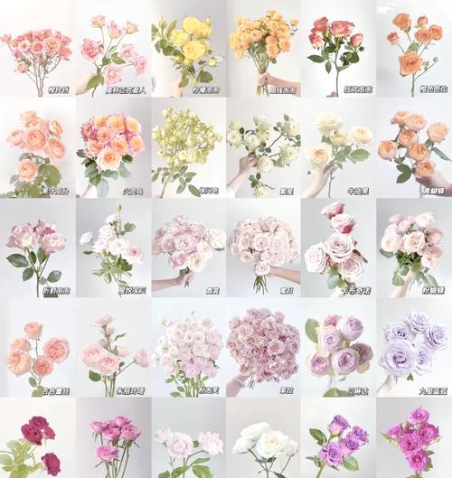 多头玫瑰包装的花语是什么？多头玫瑰代表了哪种情感？