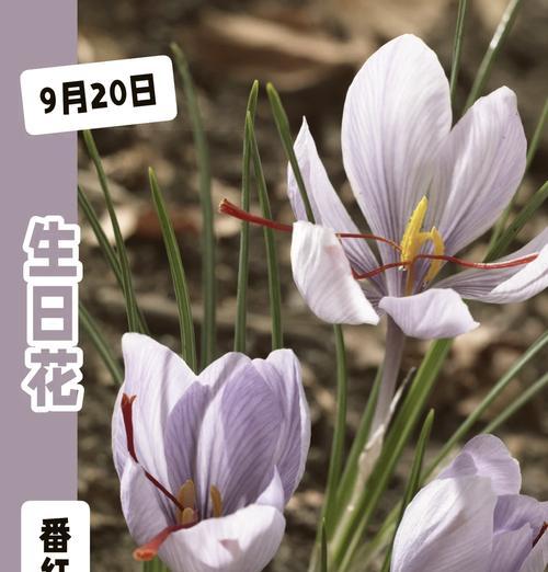 藏红花不同颜色的花语分别是什么？它们各自代表什么？