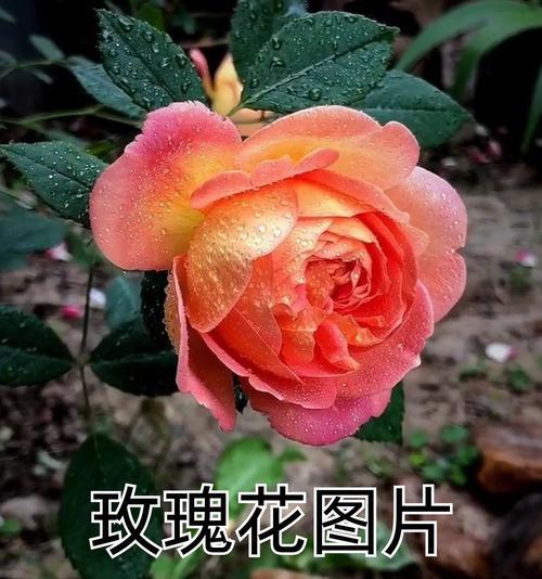 深玫红玫瑰代表了怎样的情感？