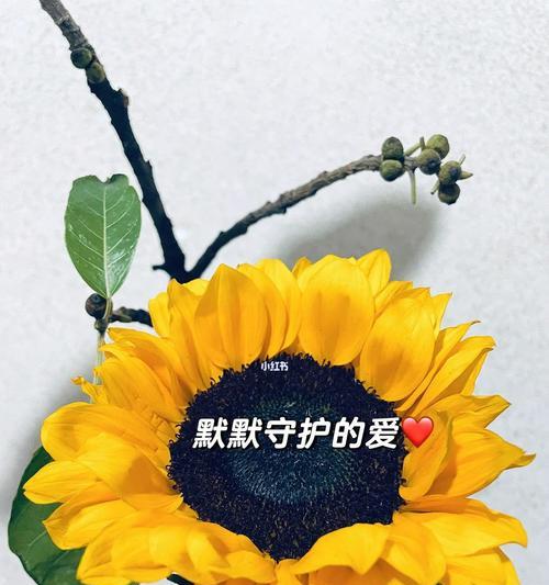 送给心仪对象的花语用哪种花？