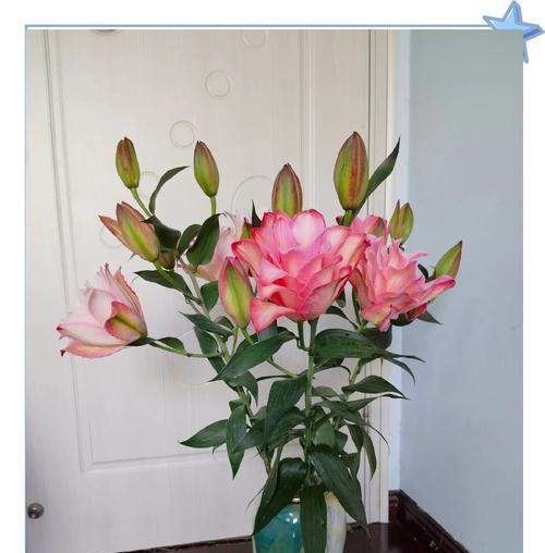 香水百合的花语有哪些含义？