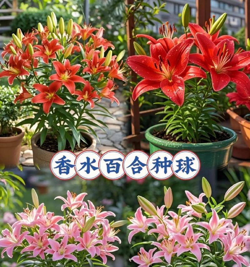 香水百合的花语有哪些含义？