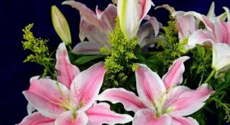 香水百合的花语有哪些含义？
