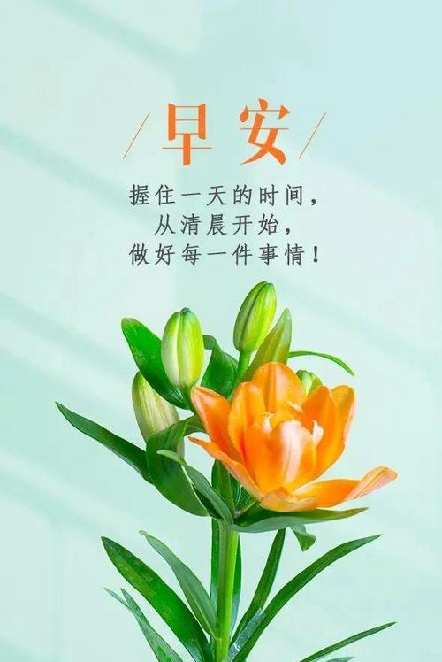 玉折兰花的寓意和花语有何深意？