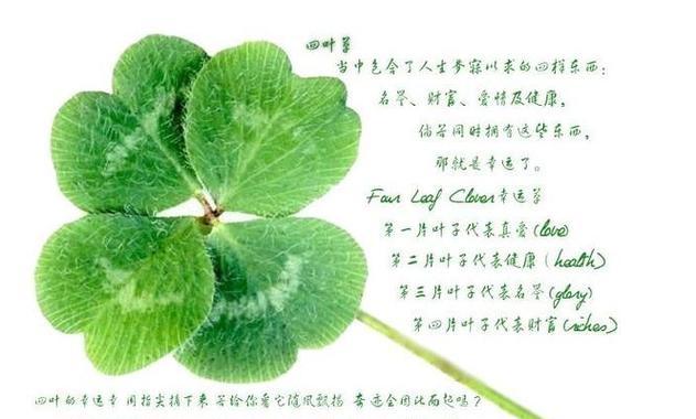 学姐付钱的花语代表什么含义？