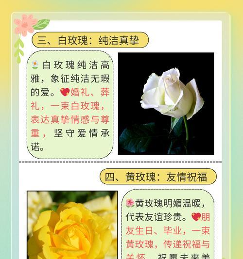 表白时送给男生哪种花最合适，其花语是什么？