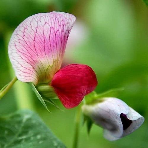 豌豆花的幽默花语有哪些？
