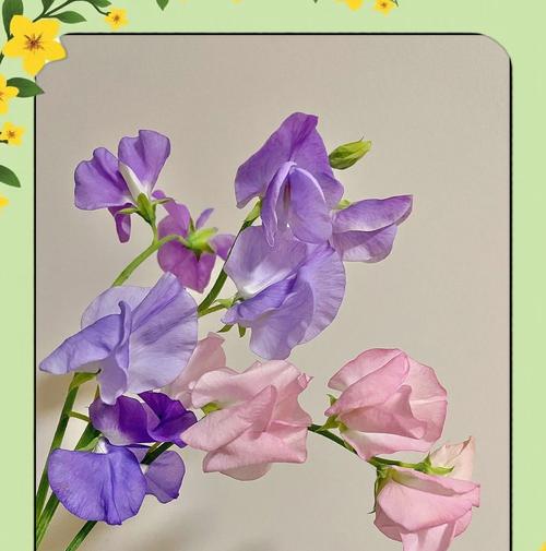豌豆花的幽默花语有哪些？