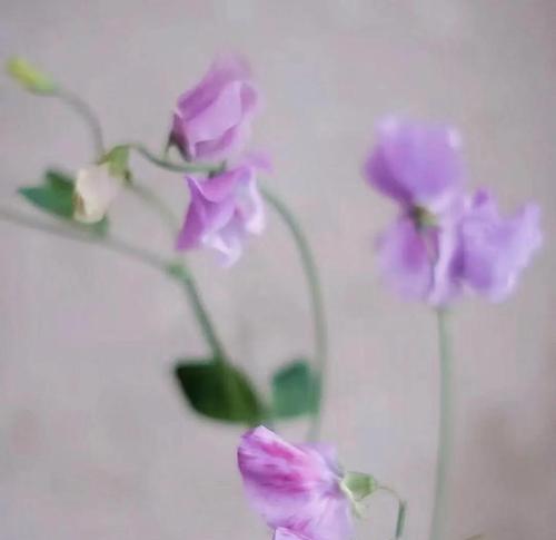 豌豆花的幽默花语有哪些？