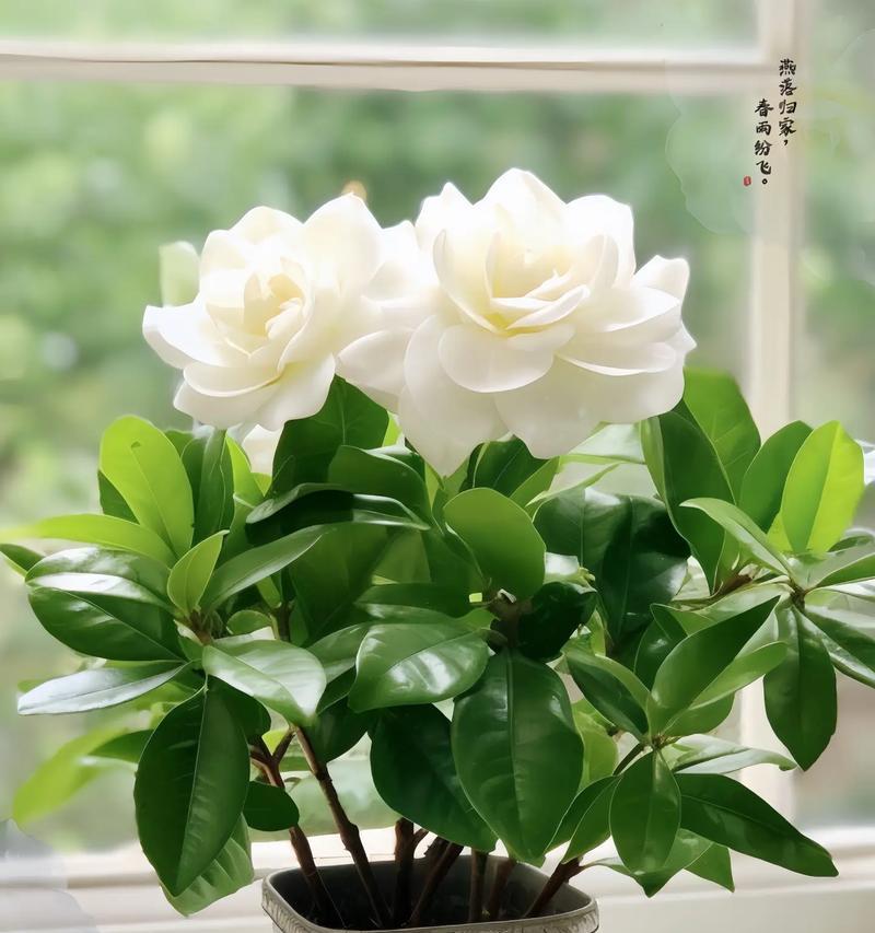 期待重逢姐妹相遇的花语是什么？哪种花表达了这样的愿望？