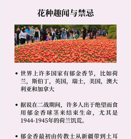 薰衣草玫瑰传递什么信息？花语背后的故事是什么？