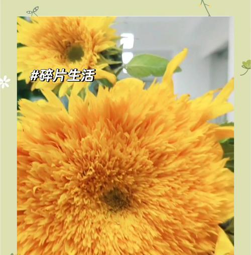 幸福飞来的花语表达了什么？