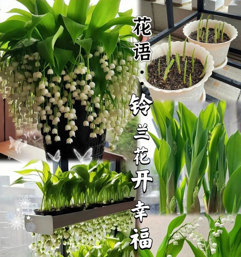 幸福飞来的花语表达了什么？
