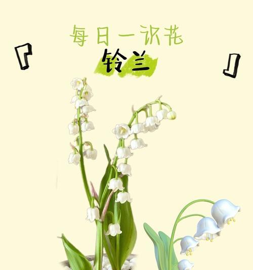 幸福飞来的花语表达了什么？