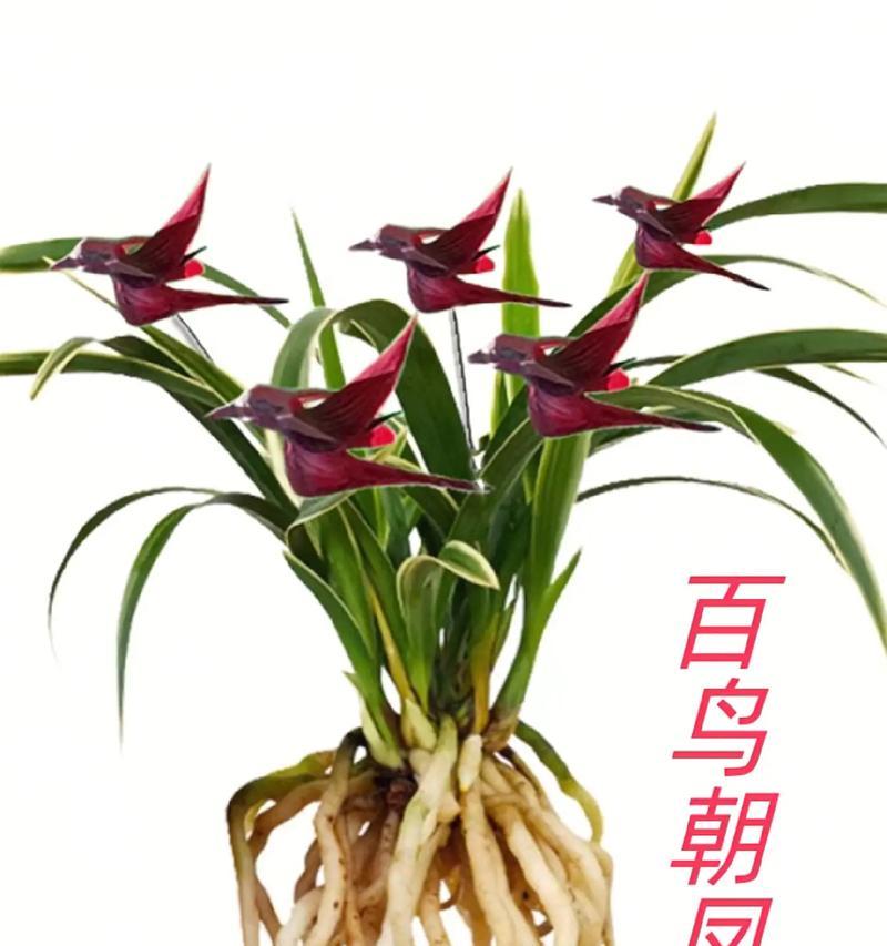 凤羽兰花的花语和寓意是什么？它象征着什么？