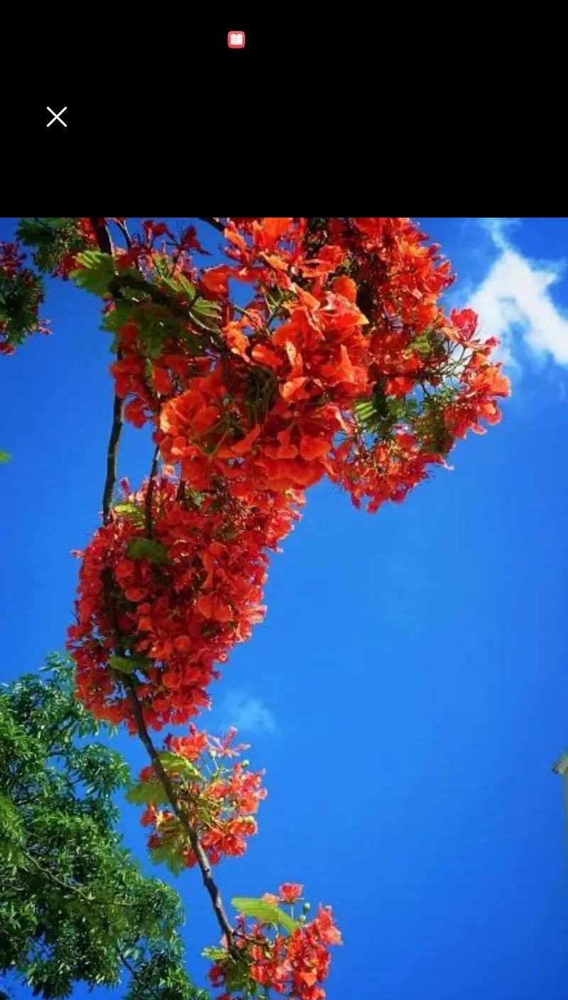 凤羽兰花的花语和寓意是什么？它象征着什么？