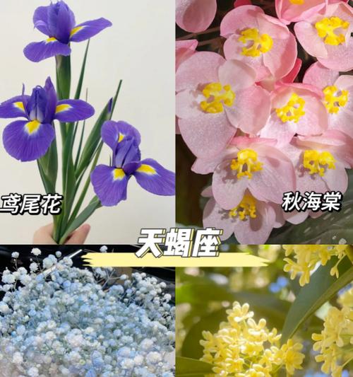 十二月生日的花语有哪些？它们各自代表什么？