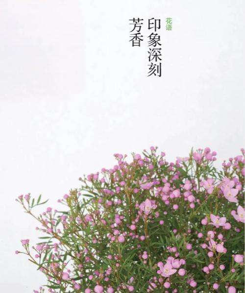 十二月生日的花语有哪些？它们各自代表什么？