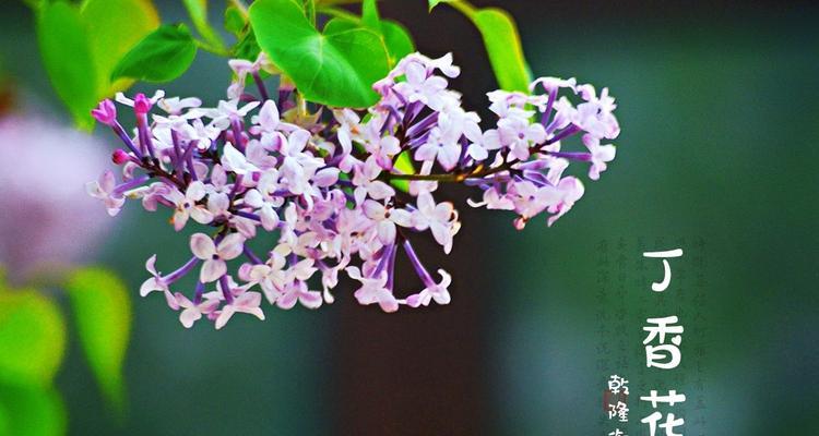 煤气花象征着什么？花语有何特别之处？