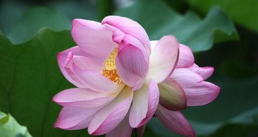 煤气花象征着什么？花语有何特别之处？