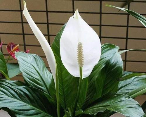 煤气花象征着什么？花语有何特别之处？