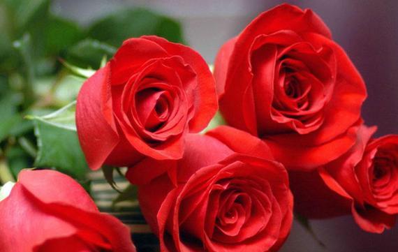 玫瑰代替红花的花语是什么？玫瑰与红花在花语上有何异同？