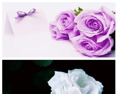 玫瑰代替红花的花语是什么？玫瑰与红花在花语上有何异同？