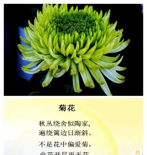渐变菊花的花语寓意有何深意？