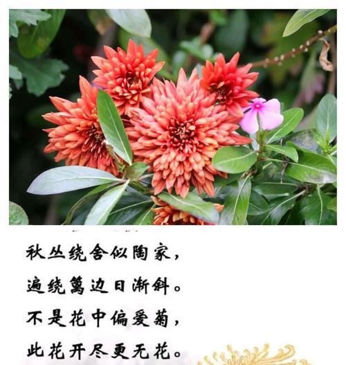 渐变菊花的花语寓意有何深意？
