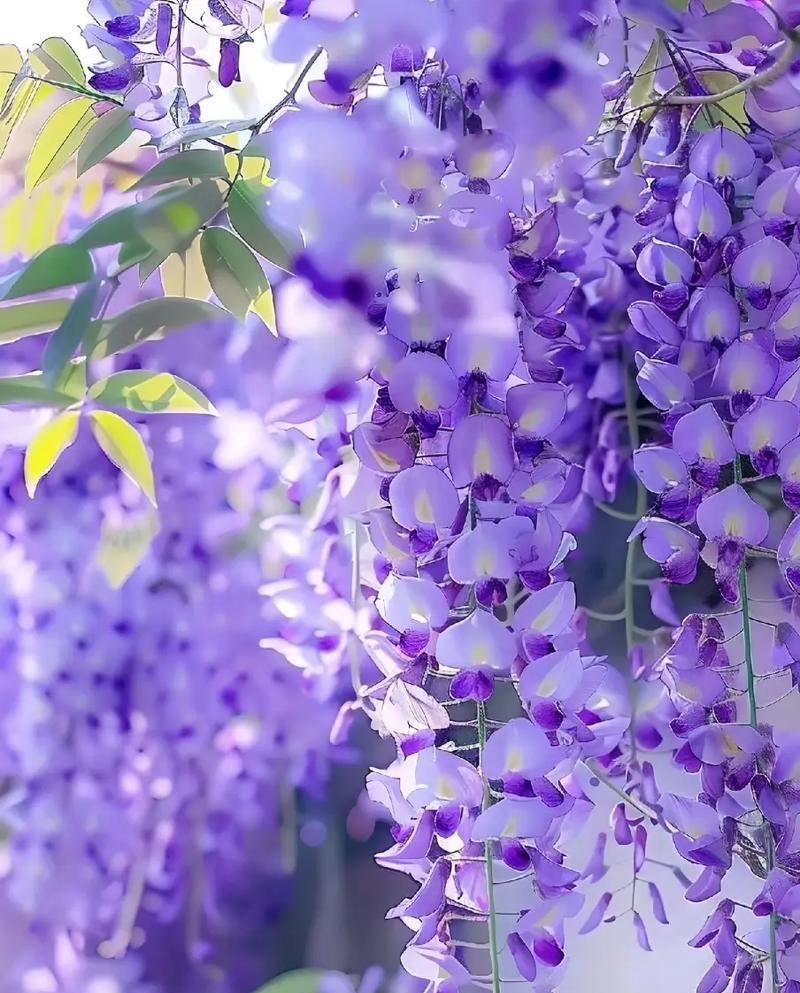 哪种花的花语最能表达思念之情？