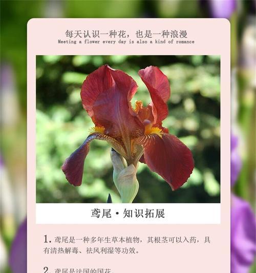 哪种花的花语最能表达思念之情？