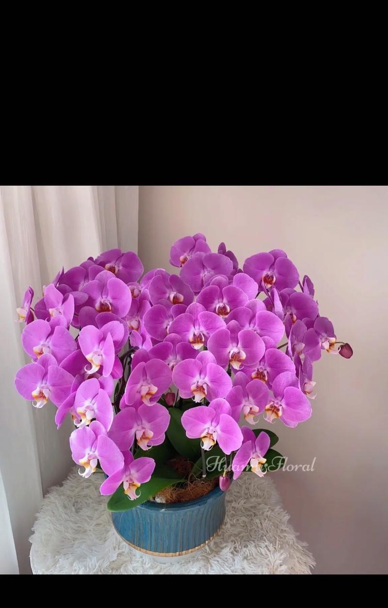 送升迁领导的花语是什么？哪种花适合祝贺领导升迁？