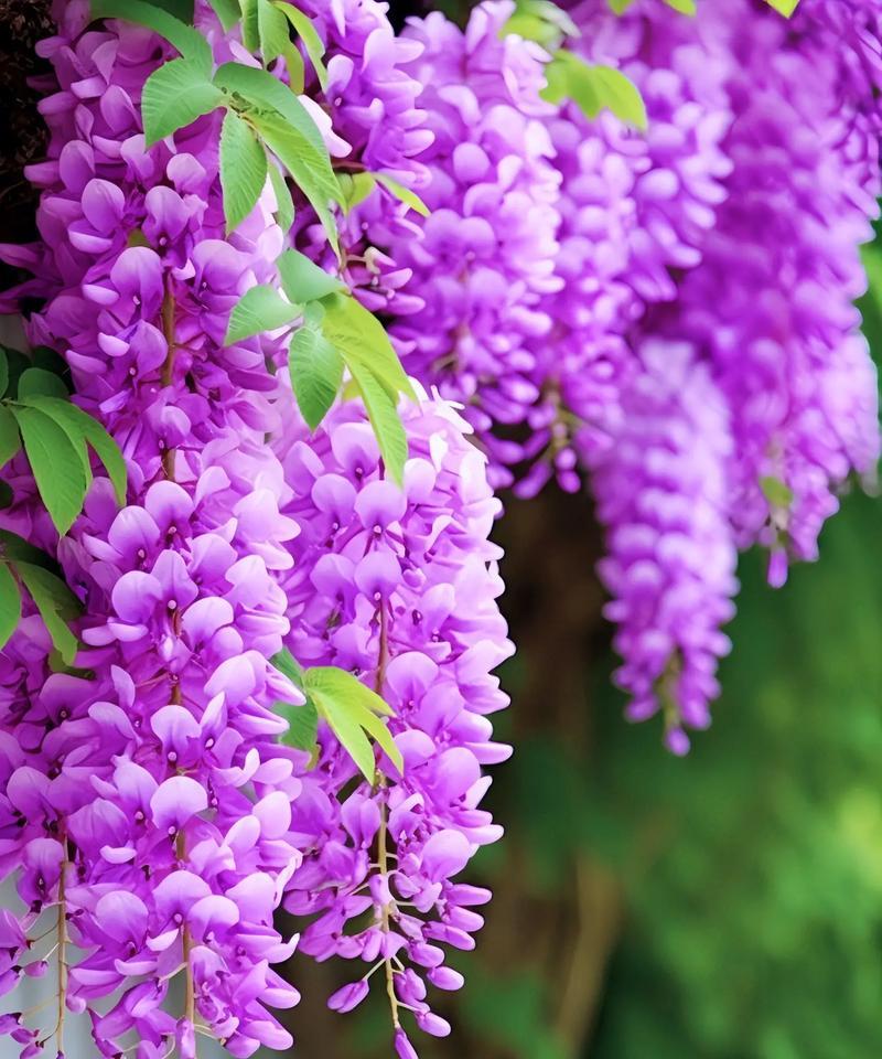 送升迁领导的花语是什么？哪种花适合祝贺领导升迁？