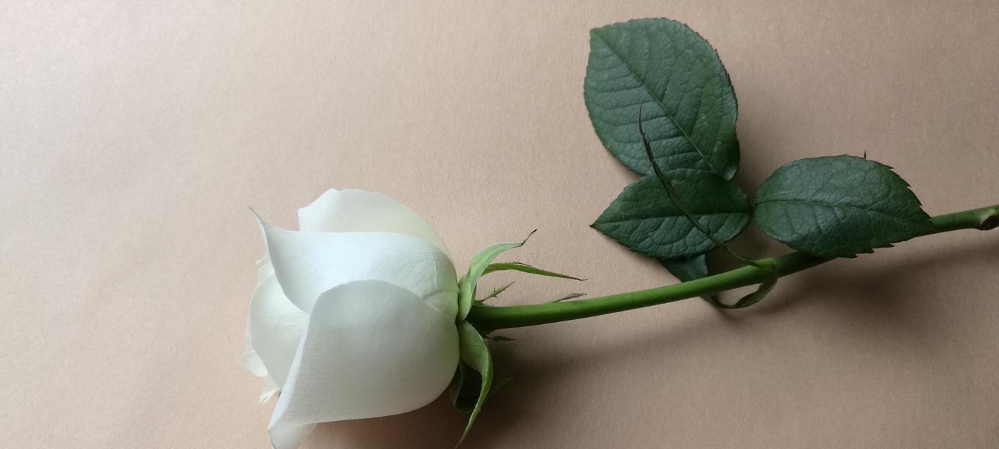 用雪做玫瑰花寓意什么？雪玫瑰的花语有哪些特别之处？