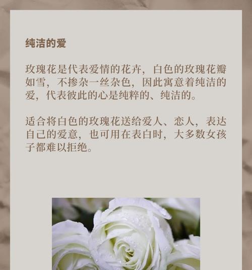 用雪做玫瑰花寓意什么？雪玫瑰的花语有哪些特别之处？