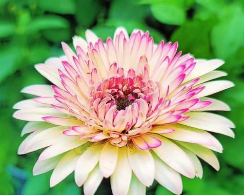 非洲菊的花语代表什么？有何寓意？