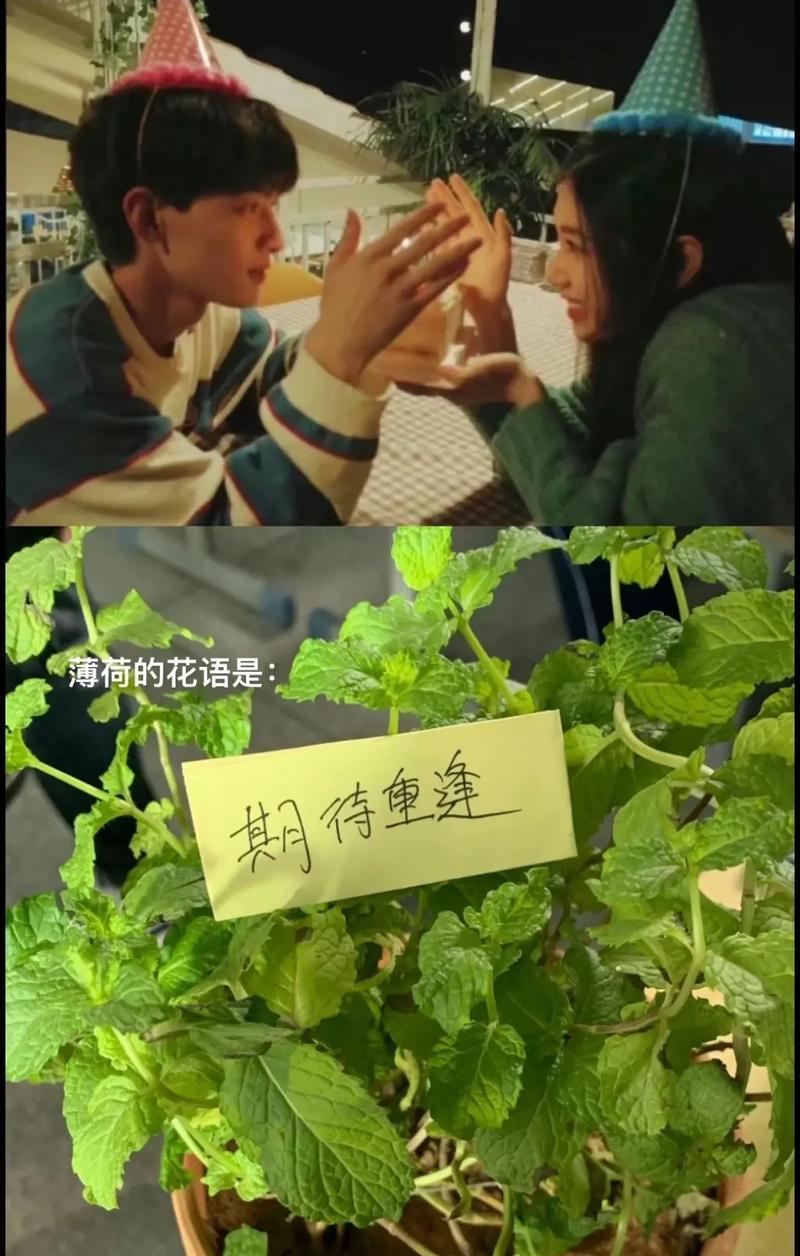 薄荷的花语和诗词有关的是什么？薄荷在文学中的象征意义？