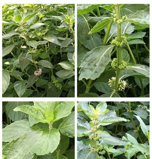 薄荷的花语和诗词有关的是什么？薄荷在文学中的象征意义？