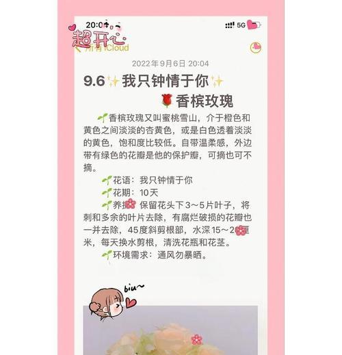 香槟玫瑰在生日时有何特别的花语？