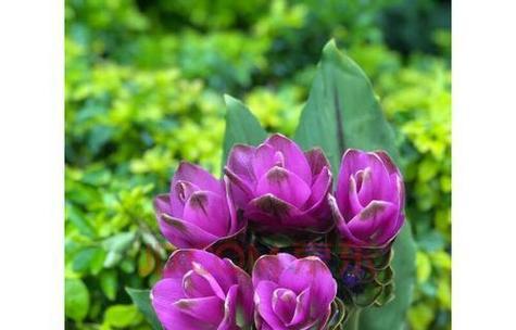 紫色花语中哪种花适合送给老师？