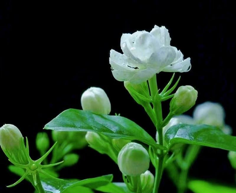 哪种花的花语是恩赐？它象征着怎样的祝福？