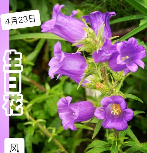 “肉肉”这一词汇的花语是什么？它通常用来表达什么情感？