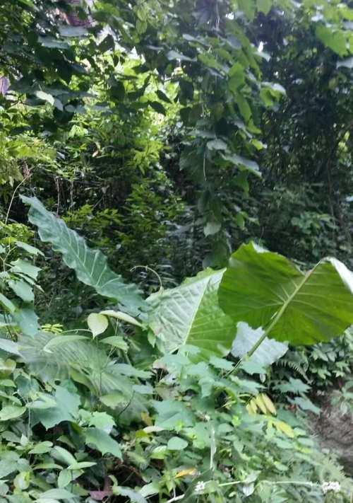 独木菊的花语代表什么？独木菊的含义有哪些？