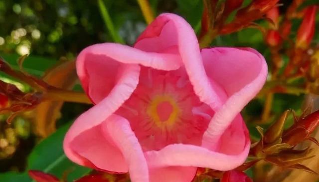 哪种花的花语代表乖巧可爱？