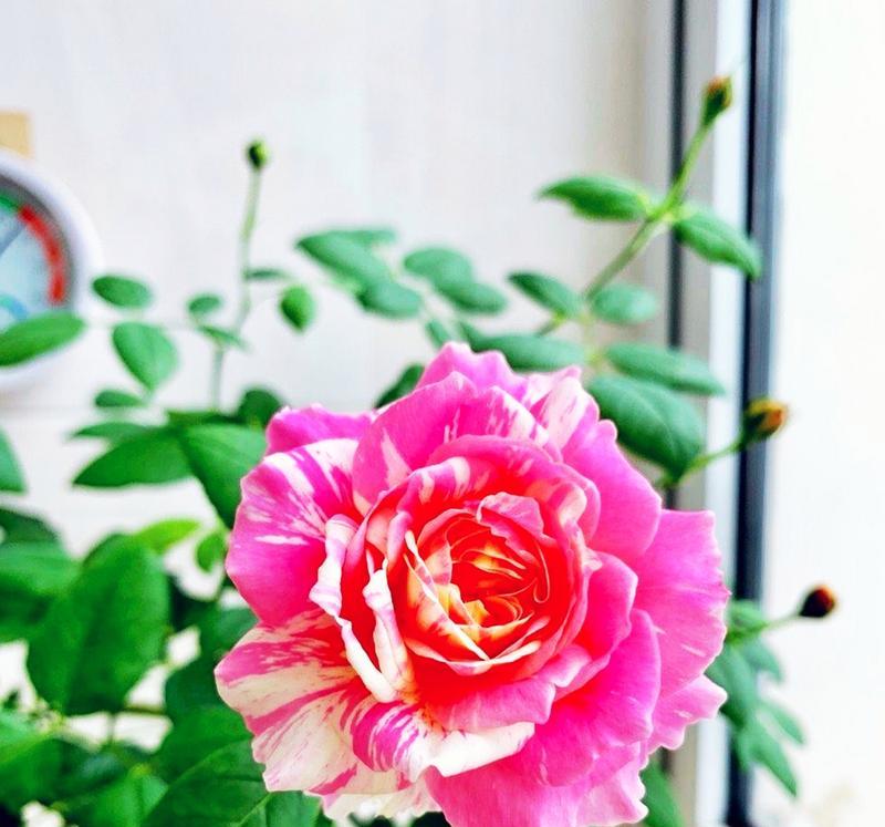 淑女月季的花语有哪些？寓意是什么？