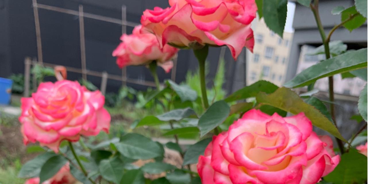 淑女月季的花语有哪些？寓意是什么？